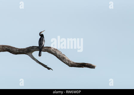 (Anhinga Anhinga anhinga) auf einem Ast sitzend Stockfoto