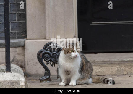 London, Großbritannien. 5. März 2019, Larry, die Katze draußen Downing Street 10 Downing Street, London, UK. Credit: Ian Davidson/Alamy leben Nachrichten Stockfoto