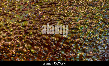 Avocado gesund superfood Detail Nahaufnahme Textur Hintergrund Stockfoto
