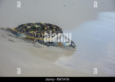 Tortuga Verde, Chelonia mydas, Granja de Tortugas, Los Roques, Venezuela Caribe. Stockfoto