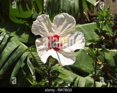 Hawaiian hibiscus Blüte Stockfoto