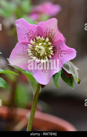 Nahaufnahme eines pink flower Blume in voller Blüte Stockfoto