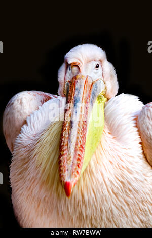 Lustige pelican Portrait mit schönen lockiges Haar Stockfoto