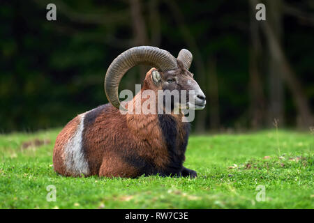 Große europäische Mufflon in der Natur Lebensraum Stockfoto