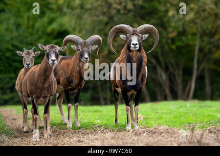 Große europäische Mufflon in der Natur Lebensraum Stockfoto
