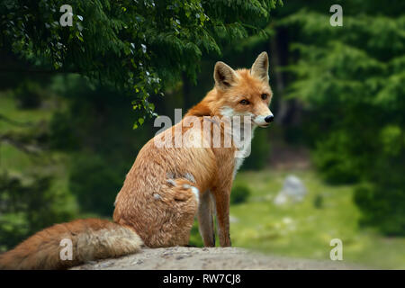 Nahaufnahme eines wilden jungen Red Fox (Vulpes vulpes) ruht in einem Wald Stockfoto