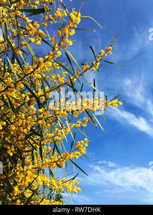 Gelbe Blumen von Mimosa auf Himmel blauer Hintergrund Stockfoto