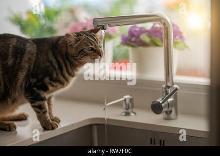 Schöne kurze Haare Katze Trinkwasser aus dem Wasserhahn in der Küche Stockfoto