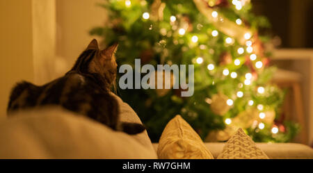 Schöne kurze Haare Katze auf dem Sofa im Schlafzimmer zu Hause sitzen mit Weihnachtsbaum im Hintergrund Stockfoto