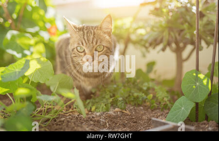 Schöne kurze Haare Katze spielen mit Pflanzen im Garten an einem sonnigen Tag zu Hause Stockfoto