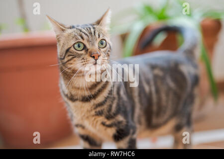 Schöne kurze Haare Katze spielen und auf dem Boden im Garten zu Hause Stockfoto