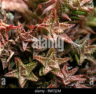 Reddish-Brown Star-Shaped sukkulenten Pflanzen mit weissen Dornen Stockfoto