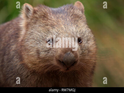 Eine gemeinsame Wombat, Vombatus Ursinus, Nahaufnahme, Fokussierung auf das Gesicht. Stockfoto