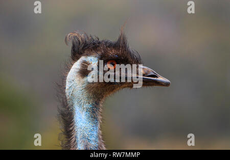 Australische Emu, Dromaius novaehollandiae, Portrait von Kopf im Profil mit Kopie Raum Stockfoto