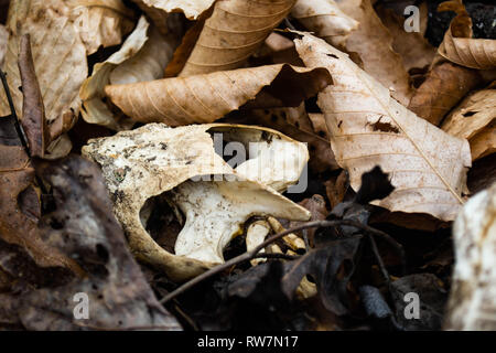 Turtle Schädel als unter Blätter am Ufer eines Teiches gefunden. Stockfoto