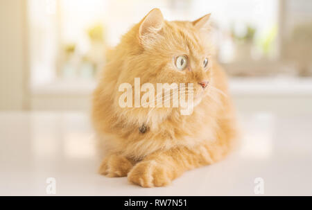 Schöne Ingwer lange Haare Katze liegend auf dem Küchentisch an einem sonnigen Tag zu Hause Stockfoto