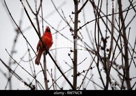 Ein rotes Männchen kardinal Sitzstangen in einem winter baum Singen Stockfoto