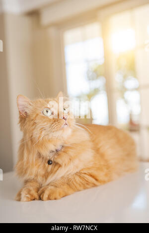 Schöne Ingwer lange Haare Katze liegend auf dem Küchentisch an einem sonnigen Tag zu Hause Stockfoto