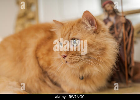 Schöne Ingwer lange Haare Katze am Tisch zu Hause sitzen Stockfoto