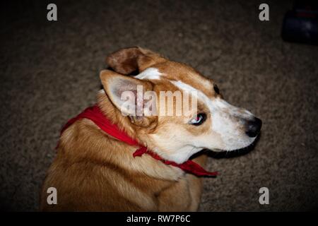 Wunderschöne Australian Shepard Wegschauen von der Kamera, während die Festlegung Stockfoto