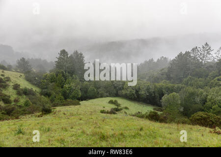 Nebel Blick auf Pinien und sanften Hügeln von Sun Trail in Mill Valley. Stockfoto