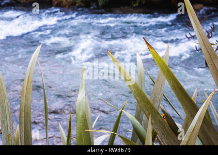 Grünen gezackten Blätter sitzen nass vor schnell fließenden Fluss. Stockfoto