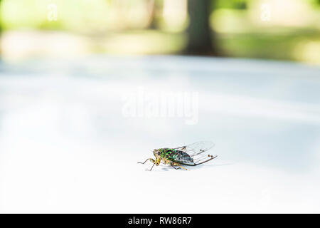 Kleine grüne Zikade (Cicadoidea) sitzt auf einem ​White Oberfläche, durch die der Fokus grüne Natur in Neuseeland Rotorua umgeben. Stockfoto