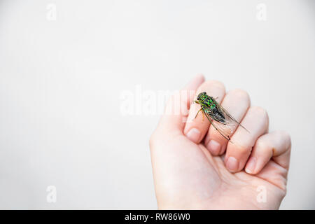 Grüne Zikade (Cicadoidea) sitzt schräg auf eine menschliche Hand in Ansicht schließen, Neuseeland Rotorua. Stockfoto