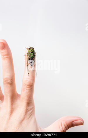 Grüne Zikade (Cicadoidea) sitzt auf der Spitze der Finger, mit einem weißen Hintergrund. Stockfoto