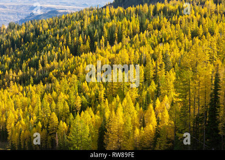 Majestätisch und zahlreichen westlichen Lärche (Larix occidentalis) Ändern der Farbe im Herbst genauso wie ausgedehnte Blatt Laubbäume tun Erstellen beeindruckender Landschaft Stockfoto