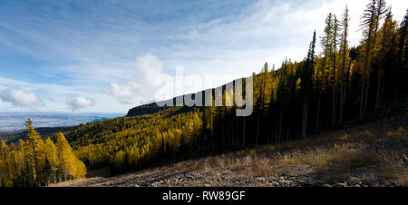 Majestätisch und zahlreichen westlichen Lärche (Larix occidentalis) Ändern der Farbe im Herbst genauso wie ausgedehnte Blatt Laubbäume tun Erstellen beeindruckender Landschaft Stockfoto