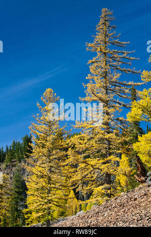 Majestätisch und zahlreichen westlichen Lärche (Larix occidentalis) Ändern der Farbe im Herbst genauso wie ausgedehnte Blatt Laubbäume tun Erstellen beeindruckender Landschaft Stockfoto