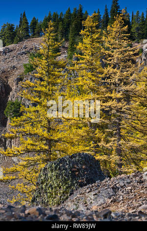 Majestätisch und zahlreichen westlichen Lärche (Larix occidentalis) Ändern der Farbe im Herbst genauso wie ausgedehnte Blatt Laubbäume tun Erstellen beeindruckender Landschaft Stockfoto