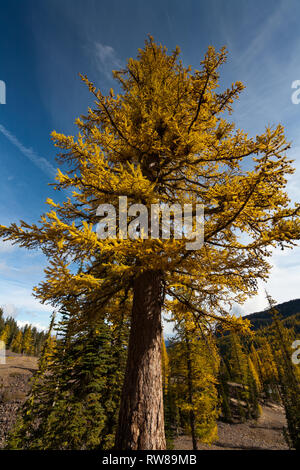 Majestätisch und zahlreichen westlichen Lärche (Larix occidentalis) Ändern der Farbe im Herbst genauso wie ausgedehnte Blatt Laubbäume tun Erstellen beeindruckender Landschaft Stockfoto