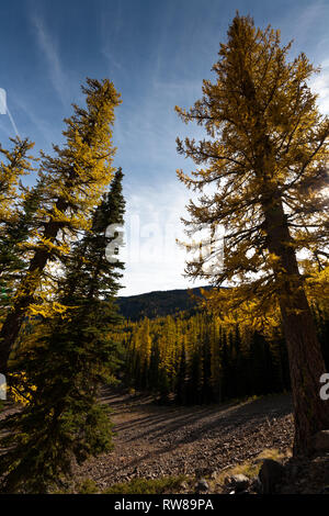 Majestätisch und zahlreichen westlichen Lärche (Larix occidentalis) Ändern der Farbe im Herbst genauso wie ausgedehnte Blatt Laubbäume tun Erstellen beeindruckender Landschaft Stockfoto