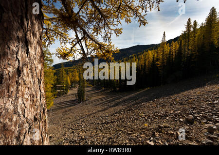 Majestätisch und zahlreichen westlichen Lärche (Larix occidentalis) Ändern der Farbe im Herbst genauso wie ausgedehnte Blatt Laubbäume tun Erstellen beeindruckender Landschaft Stockfoto