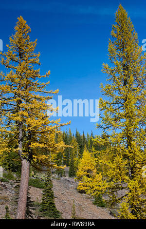 Majestätisch und zahlreichen westlichen Lärche (Larix occidentalis) Ändern der Farbe im Herbst genauso wie ausgedehnte Blatt Laubbäume tun Erstellen beeindruckender Landschaft Stockfoto