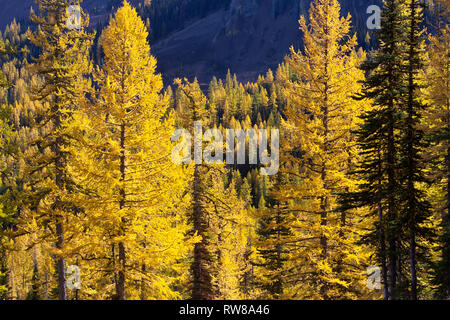 Majestätisch und zahlreichen westlichen Lärche (Larix occidentalis) Ändern der Farbe im Herbst genauso wie ausgedehnte Blatt Laubbäume tun Erstellen beeindruckender Landschaft Stockfoto