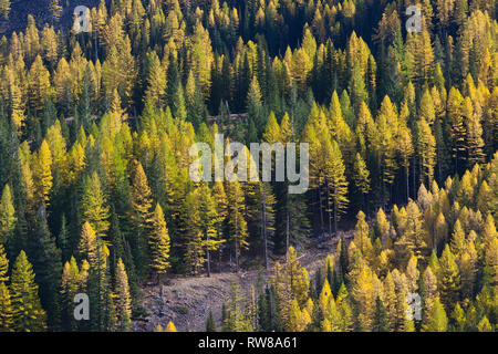 Majestätisch und zahlreichen westlichen Lärche (Larix occidentalis) Ändern der Farbe im Herbst genauso wie ausgedehnte Blatt Laubbäume tun Erstellen beeindruckender Landschaft Stockfoto