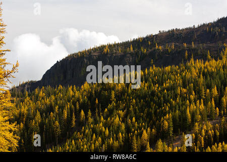 Majestätisch und zahlreichen westlichen Lärche (Larix occidentalis) Ändern der Farbe im Herbst genauso wie ausgedehnte Blatt Laubbäume tun Erstellen beeindruckender Landschaft Stockfoto