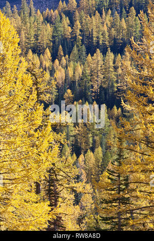 Majestätisch und zahlreichen westlichen Lärche (Larix occidentalis) Ändern der Farbe im Herbst genauso wie ausgedehnte Blatt Laubbäume tun Erstellen beeindruckender Landschaft Stockfoto