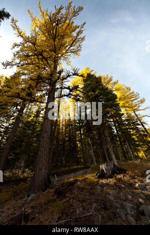 Majestätisch und zahlreichen westlichen Lärche (Larix occidentalis) Ändern der Farbe im Herbst genauso wie ausgedehnte Blatt Laubbäume tun Erstellen beeindruckender Landschaft Stockfoto