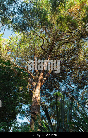 Anzeigen von Tall Grün und Orange Tree Tops aus den unteren Boden. Stockfoto