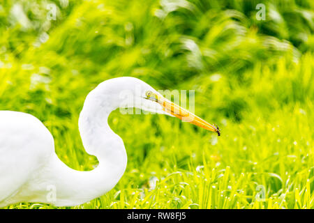 Ein Silberreiher (Ardea alba) Jagt für Grillen am Merced National Wildlife Refuge im Central Valley in Kalifornien USA Stockfoto