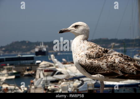 Möwe über den Hafen in Pozzuoli, Italien beobachten Stockfoto