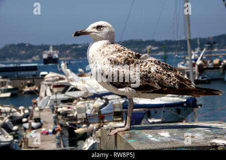 Möwe über den Hafen in Pozzuoli, Italien beobachten Stockfoto