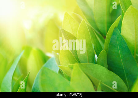 Teeblätter auf Plantation im Sonnenlicht strahlen. Frischer grüner Tee Bush. Natur Banner Design, Natur Hintergrund Konzept.