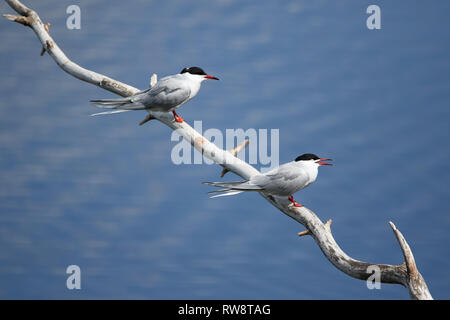 Zwei Common terns (Sterna hirundo) sitzen auf einem Ast. Schöne weiße Vögel über blaue Wasser eines Sees. Stockfoto