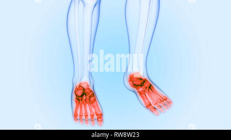 Menschliches Skelett System Anatomie Stockfoto