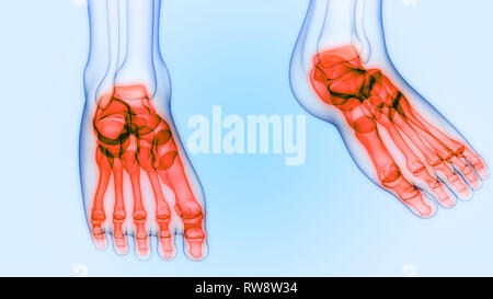 Menschliches Skelett System Anatomie Stockfoto